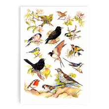 Load image into Gallery viewer, Packs of British Birds Tea Towel 100% Cotton