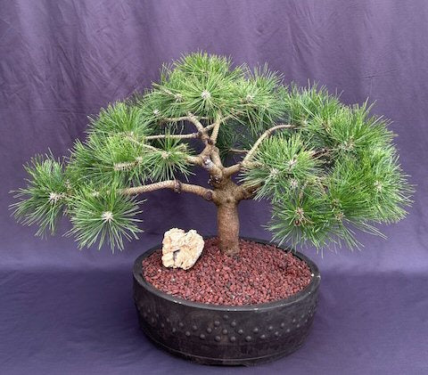 Japanese Red Pine Bonsai Tree-(Pinus Densiflora Low Glow')<i>