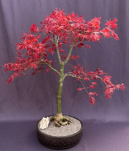 Japanese Red Maple Bonsai Tree-(Acer Palmautm ?Shin-Deshojo?)