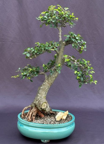 Chinese Elm Bonsai Tree-Tiered Branching Style-(ulmus parvifolia)