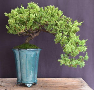 Juniper Bonsai Tree - Trained -(juniper procumbens nana)
