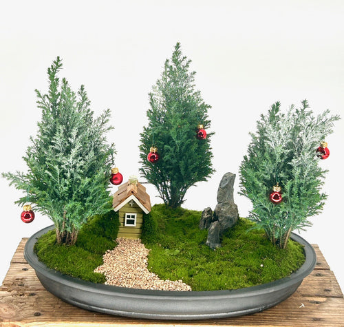 European Cypress Evergreen Bonsai Tree-Holiday Themed Three Tree Forest Group -(chamaecypari Iawsoniana 'ellwoodii')