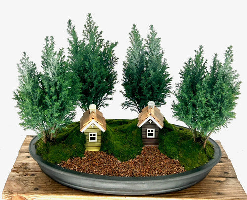 European Cypress Evergreen Bonsai Tree-Four Tree Forest Village Grouping--(chamaecypari Iawsoniana 'ellwoodii')