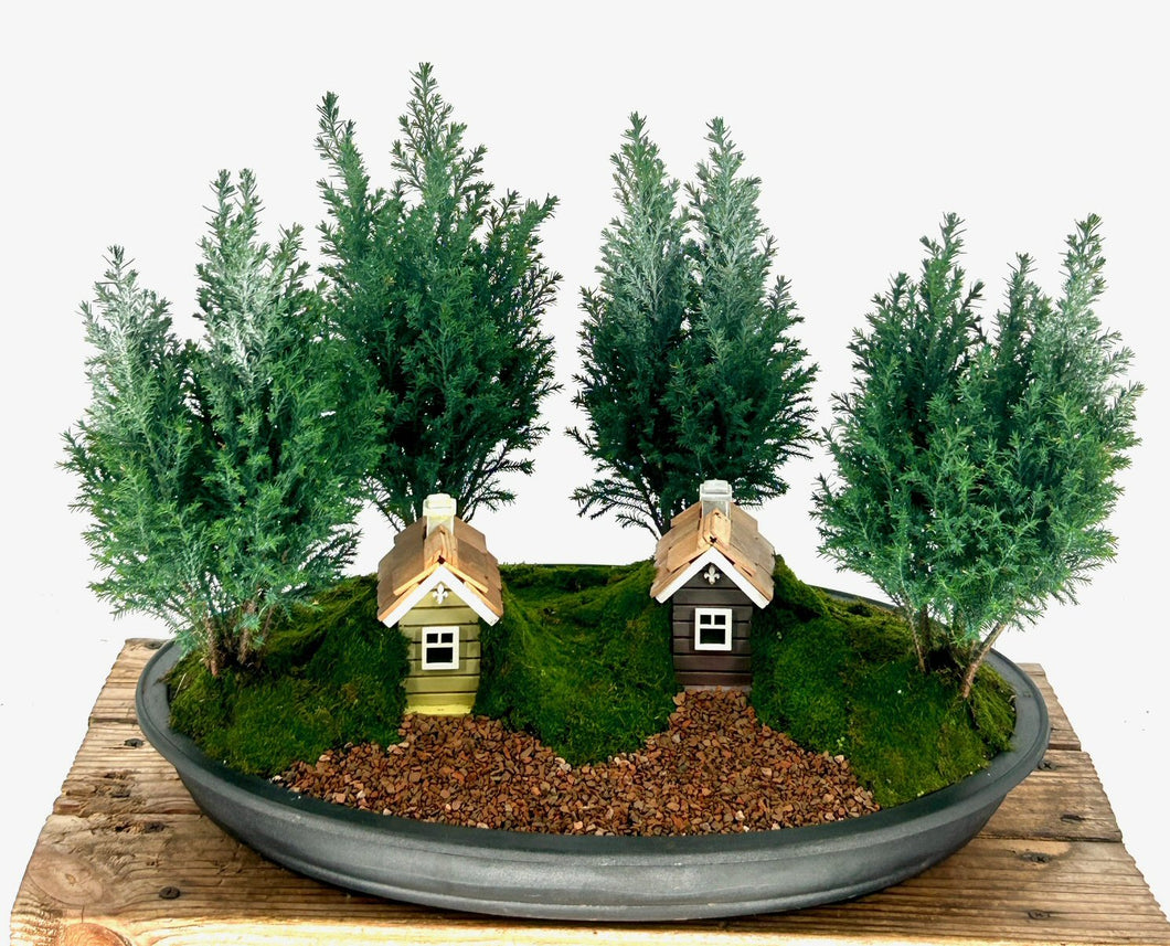 European Cypress Evergreen Bonsai Tree-Four Tree Forest Village Grouping--(chamaecypari Iawsoniana 'ellwoodii')